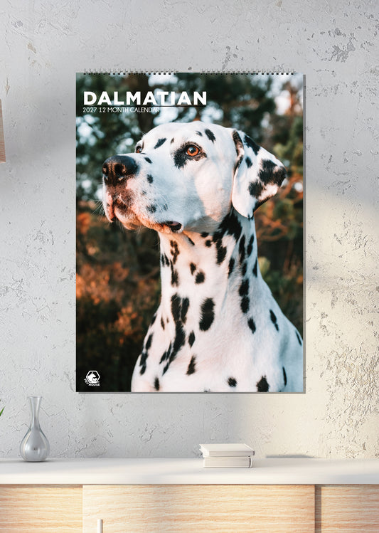 Dalmatian - A3 Calendar 2027