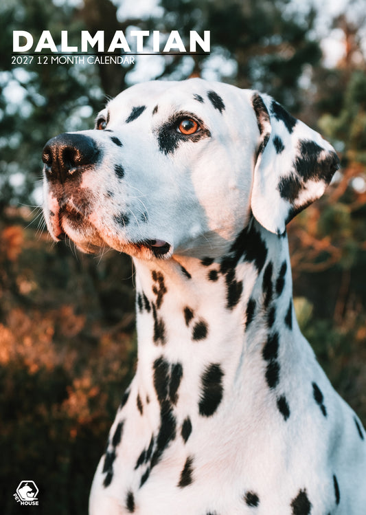 Dalmatian - A3 Calendar 2027