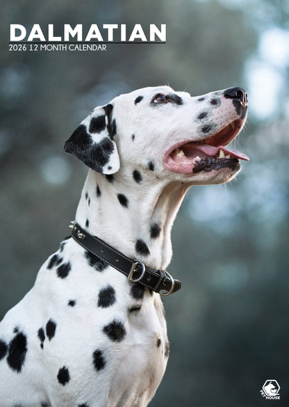 Dalmatian - A3 Calendar 2026
