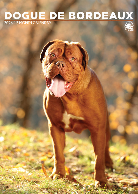 Dogue De Bordeaux - A3 Wholesale