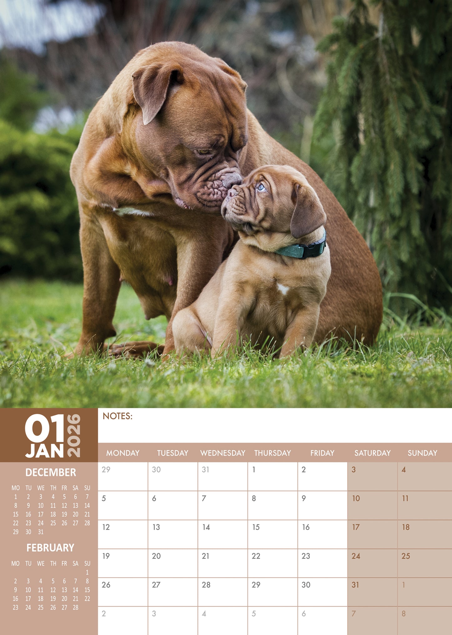 Dogue De Bordeaux - A3 Calendar 2025