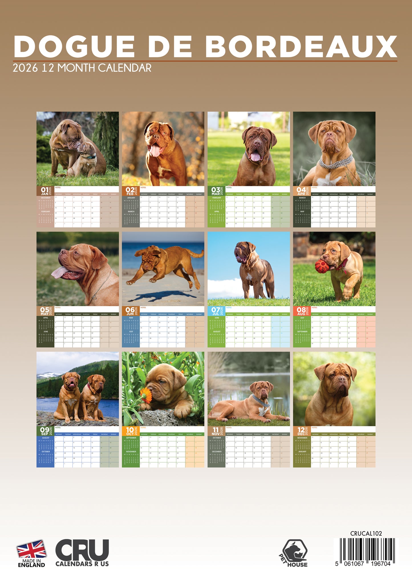 Dogue De Bordeaux - A3 Calendar 2025