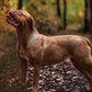 Dogue De Bordeaux Calendar 2025