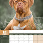 Dogue De Bordeaux Calendar 2025