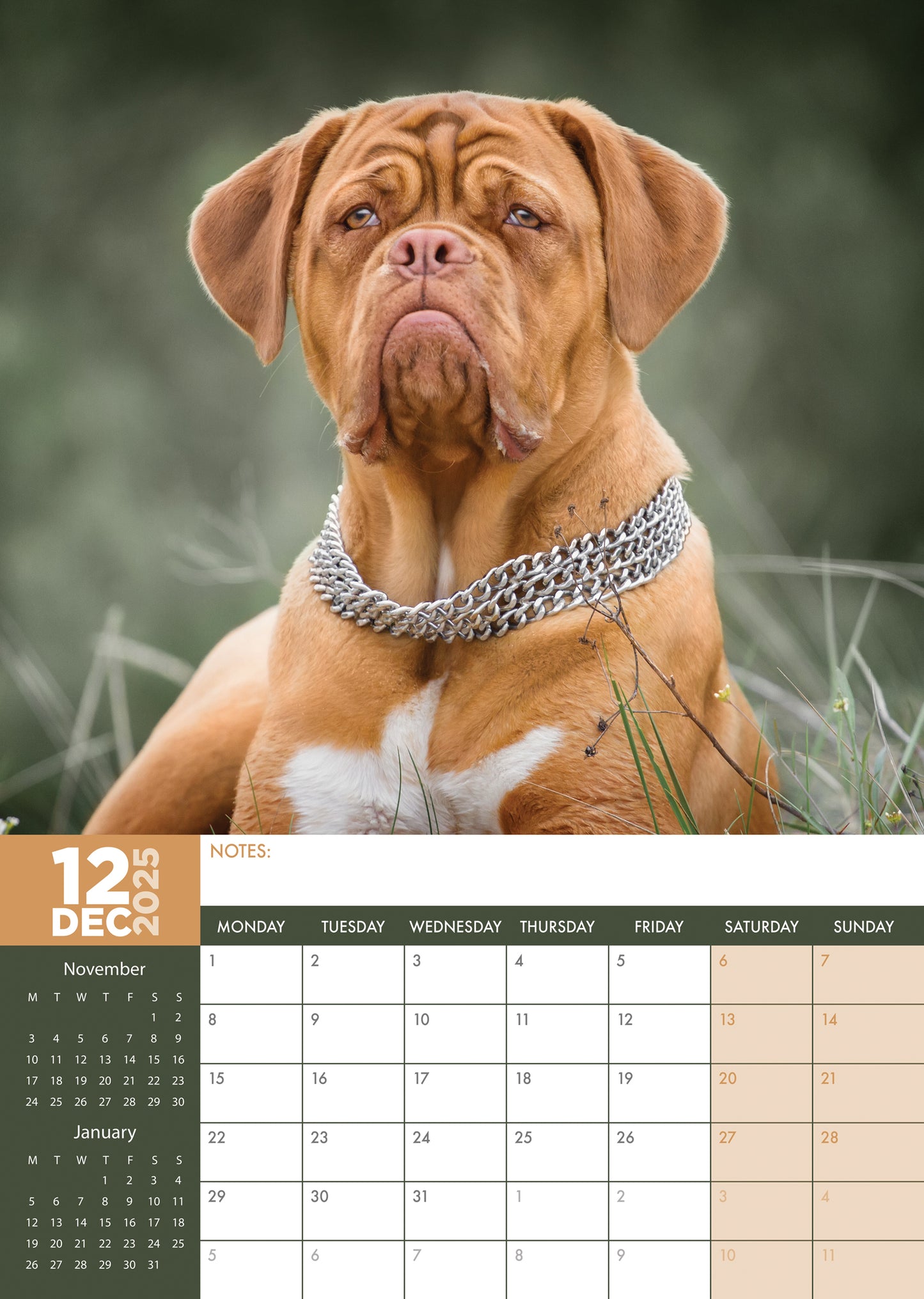 Dogue De Bordeaux Calendar 2025