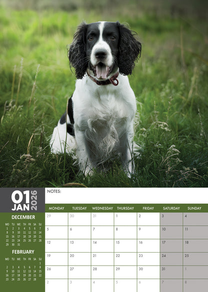 English Springer Spaniel - A3 Calendar 2026