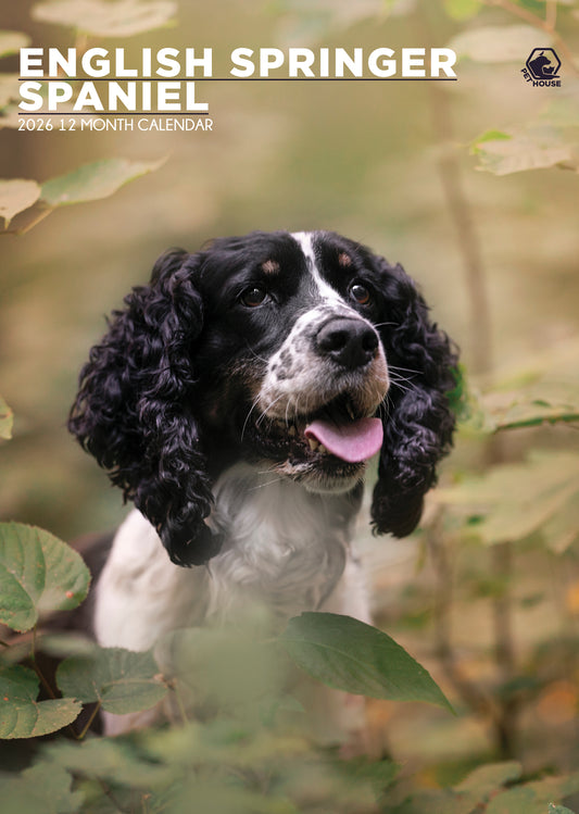 English Springer Spaniel - A3 Calendar 2026