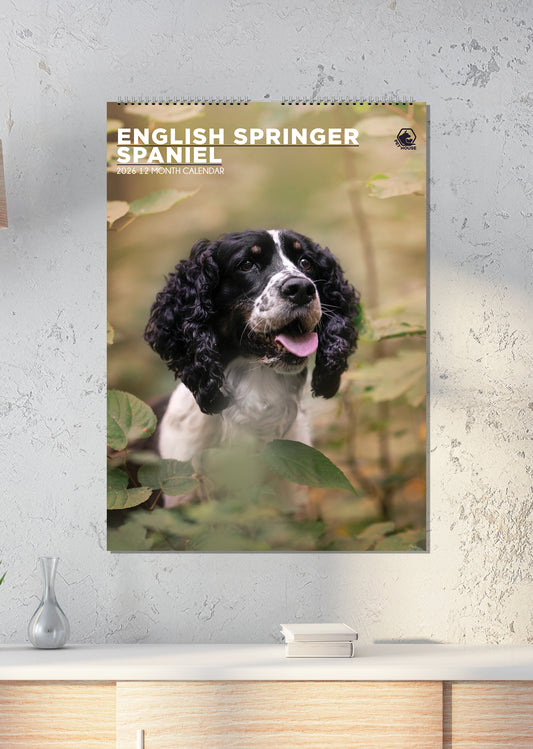English Springer Spaniel - A3 Calendar 2026