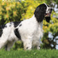 English Springer Spaniel Calendar 2025