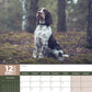 English Springer Spaniel Calendar 2025