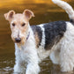 Fox Terrier Calendar 2025