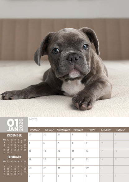 French Bulldog - A3 Calendar 2026