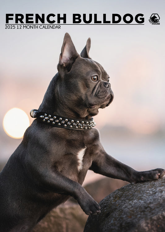 French Bulldog Calendar 2025