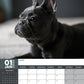 French Bulldog Calendar 2025