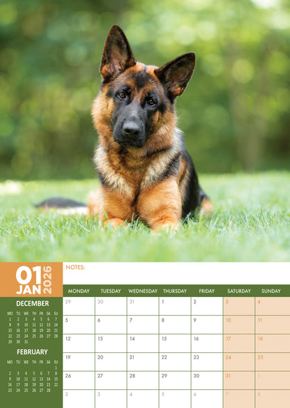 German Shepherd - A3 Calendar 2026