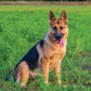 German Shepherd Calendar 2025