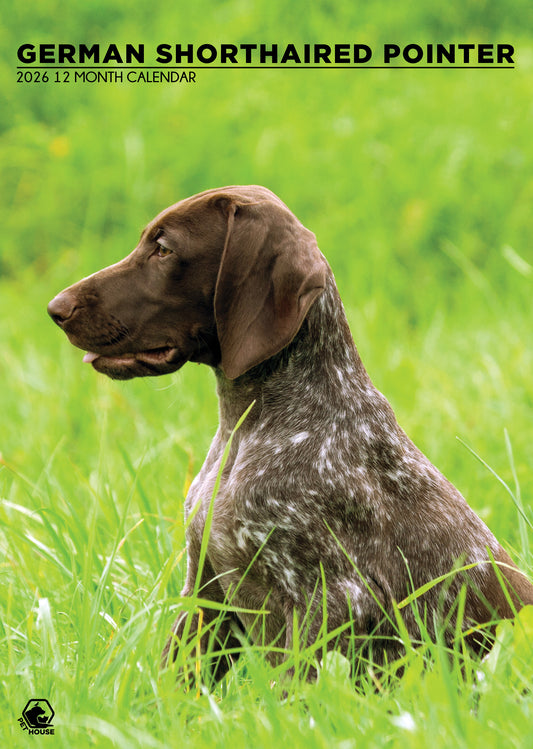 German Short Haired Pointer - A3 Calendar 2026