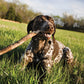 German Short Haired Pointer Calendar 2025