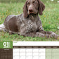 German Short Haired Pointer Calendar 2025