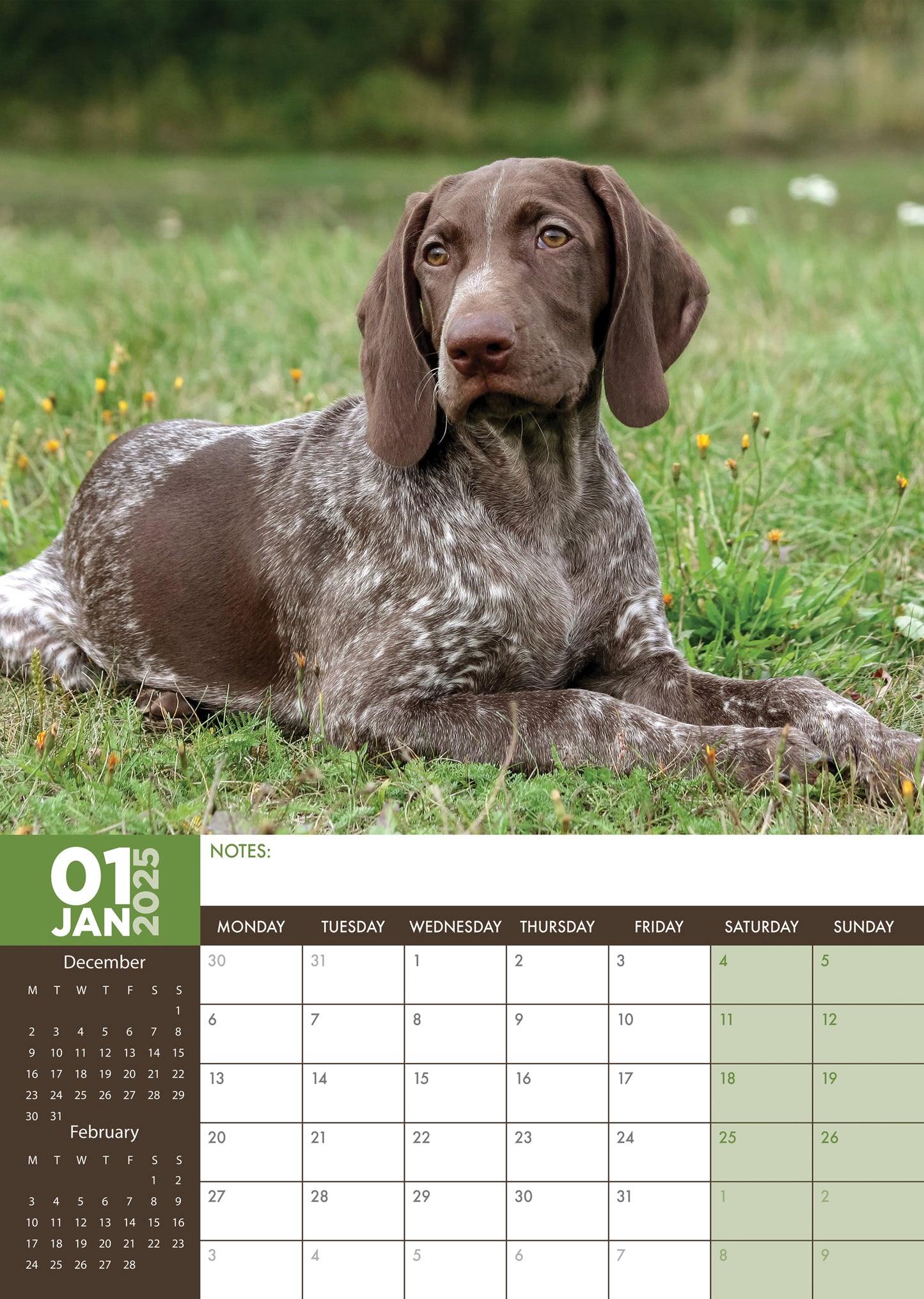 German Short Haired Pointer Calendar 2025