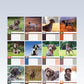 German Short Haired Pointer Calendar 2025