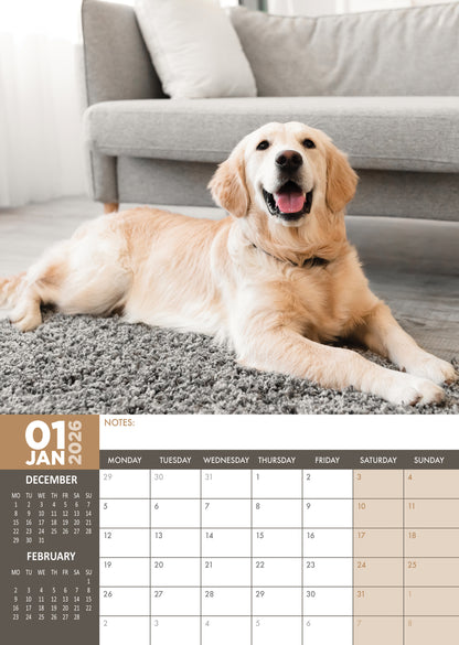 Golden Retriever - A3 Calendar 2026