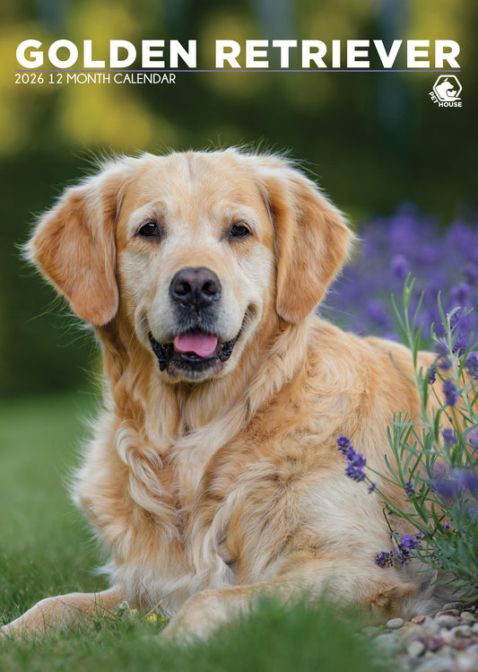 Golden Retriever - A3 Calendar 2026