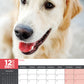 Golden Retriever Calendar 2025