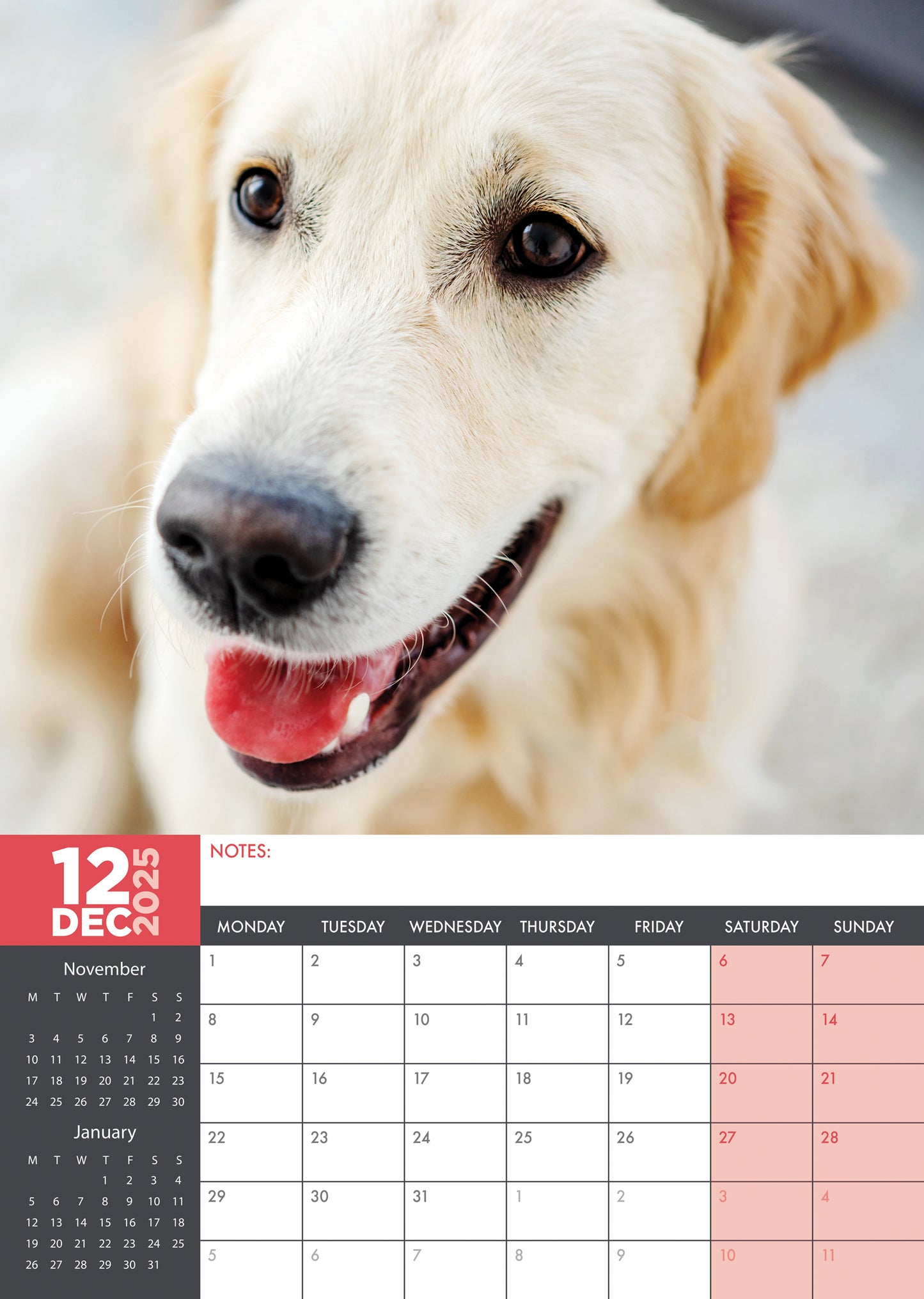 Golden Retriever Calendar 2025