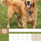 Golden Retriever Calendar 2025