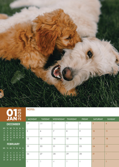 Goldendoodles - A3 Calendar 2026