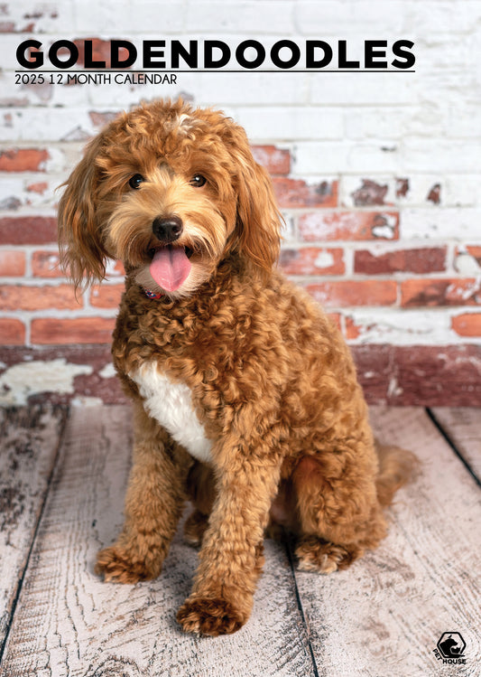 Goldendoodle Calendar 2025