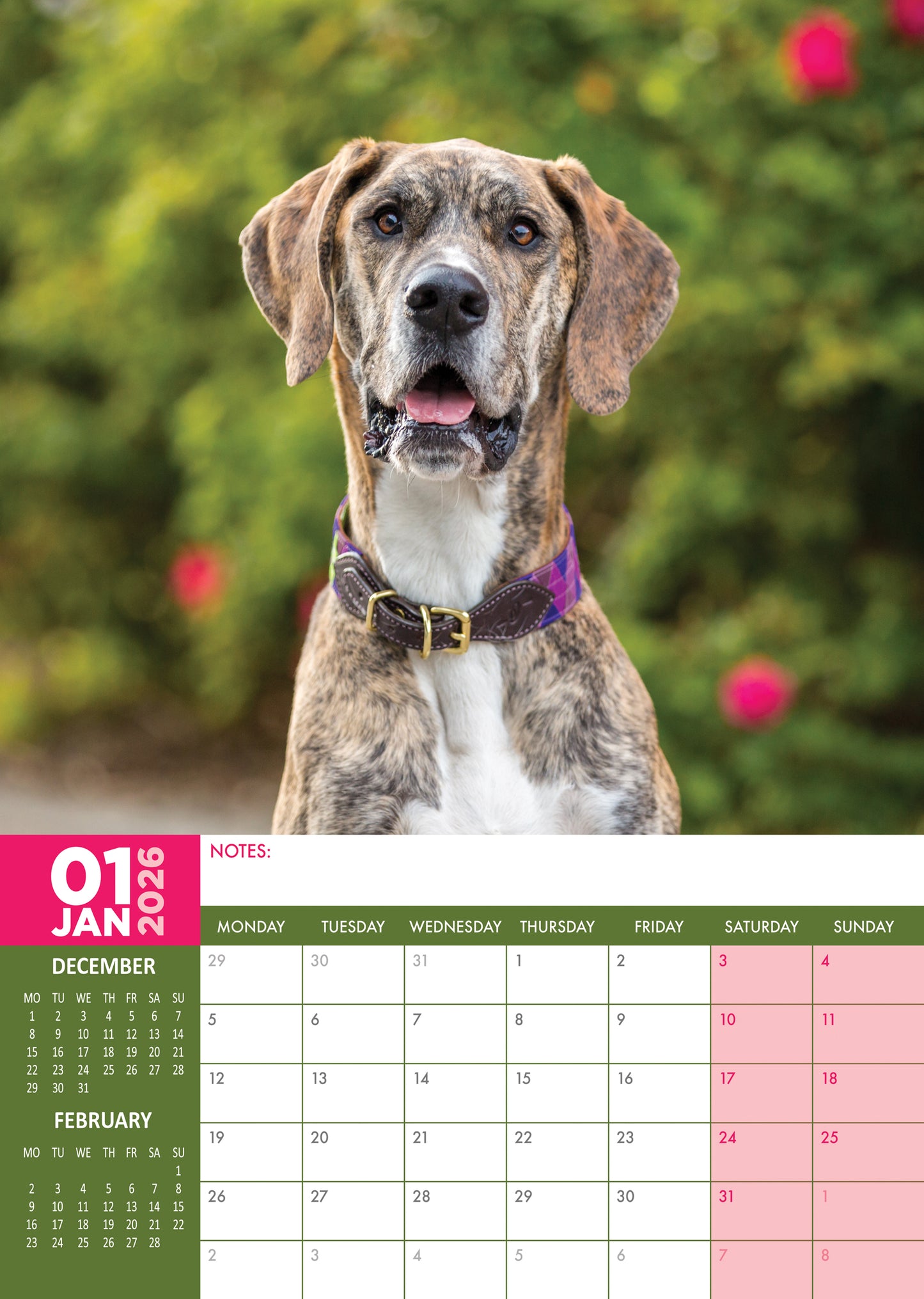 Great Dane - A3 Calendar 2026