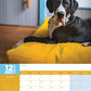 Great Dane Calendar 2025