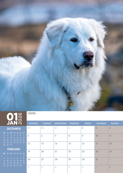 Great Pyrenees - A3 Calendar 2026