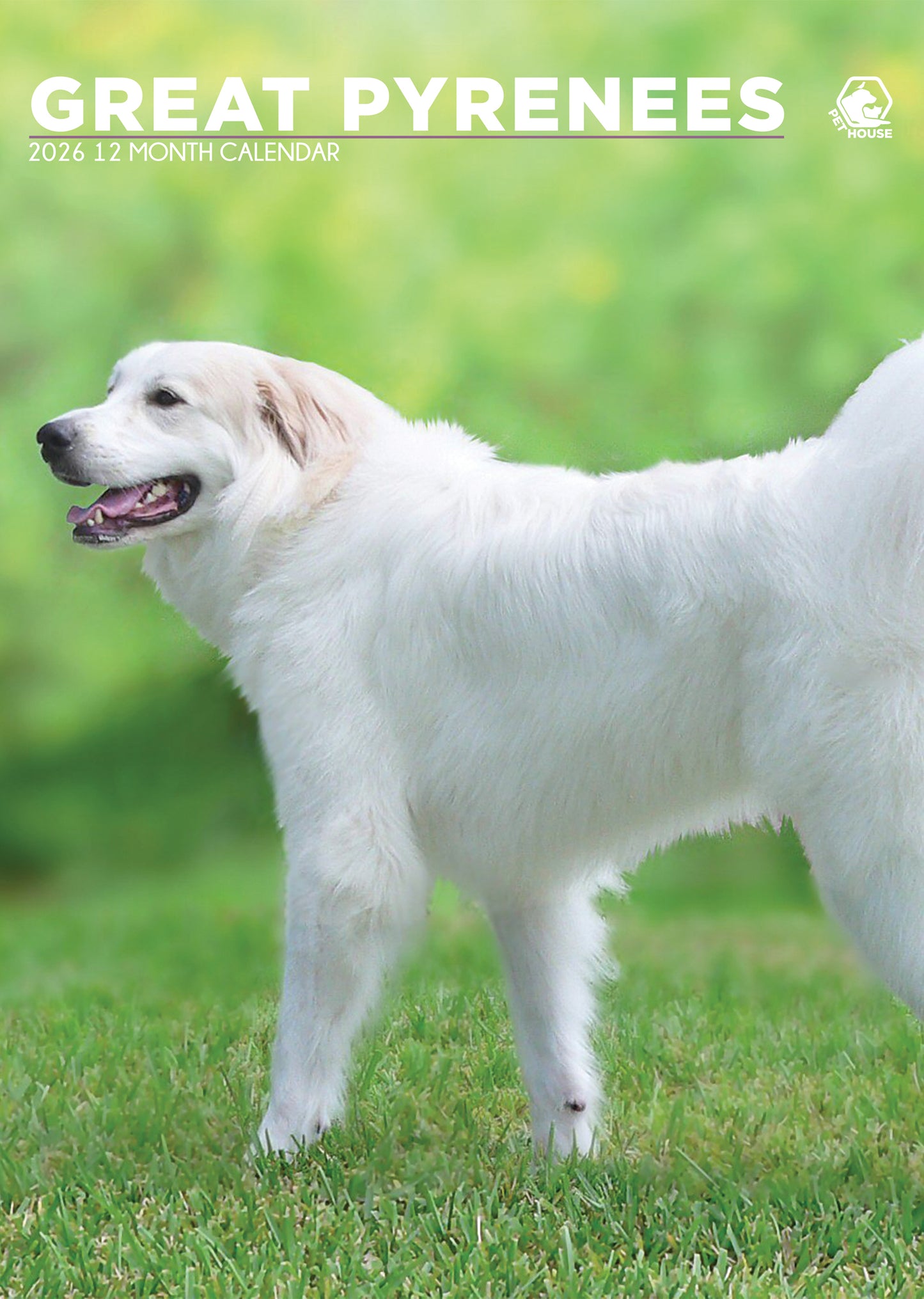 Great Pyrenees - A3 Calendar 2026