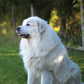 Great Pyrenees Calendar 2025