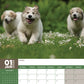 Great Pyrenees Calendar 2025