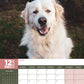 Great Pyrenees Calendar 2025