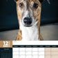 Greyhound Calendar 2025