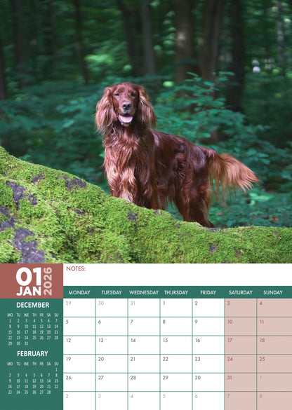 Irish Setter - A3 Calendar 2026