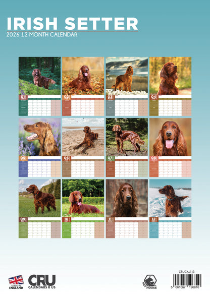Irish Setter - A3 Calendar 2026