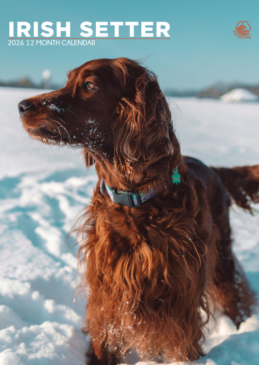 Irish Setter - A3 Calendar 2026