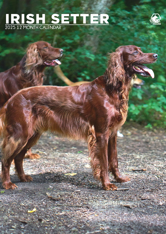 Irish Setter Calendar 2025