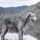 Irish Wolfhound Calendar 2025