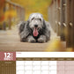 Irish Wolfhound Calendar 2025