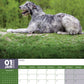 Irish Wolfhound Calendar 2025