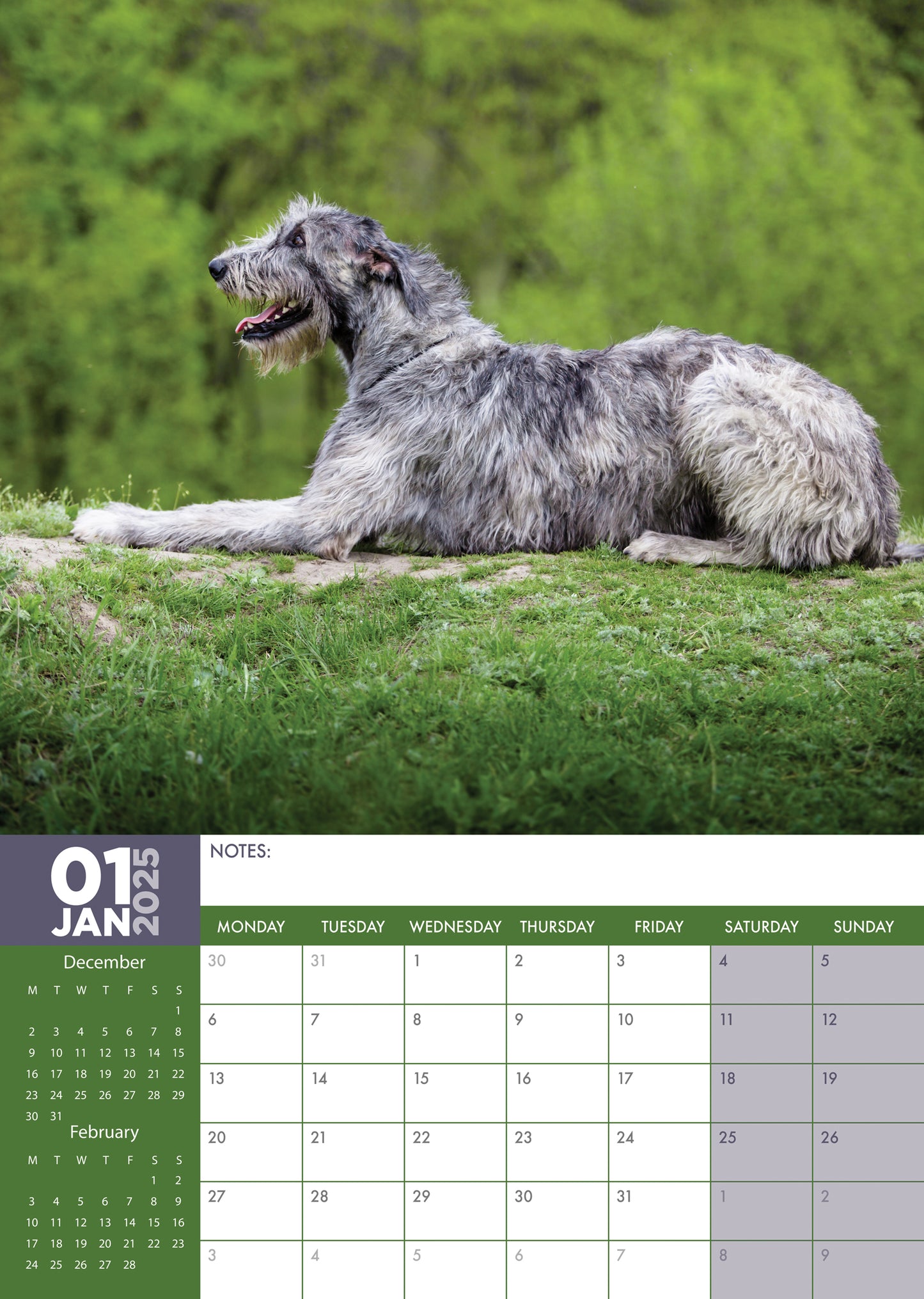 Irish Wolfhound Calendar 2025