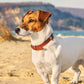 Jack Russell Calendar 2025