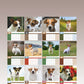 Jack Russell Calendar 2025